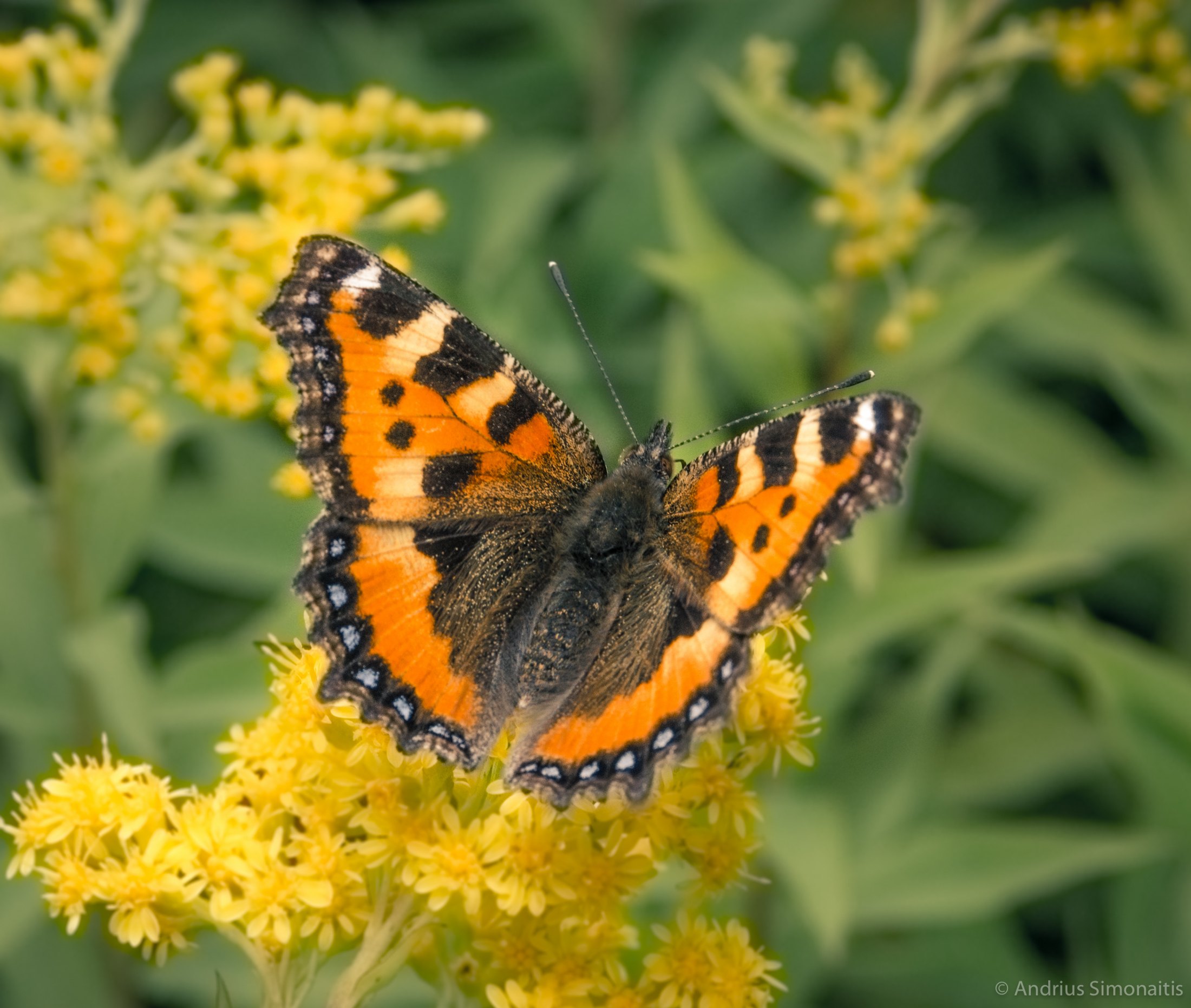 Butterfly%20Noon