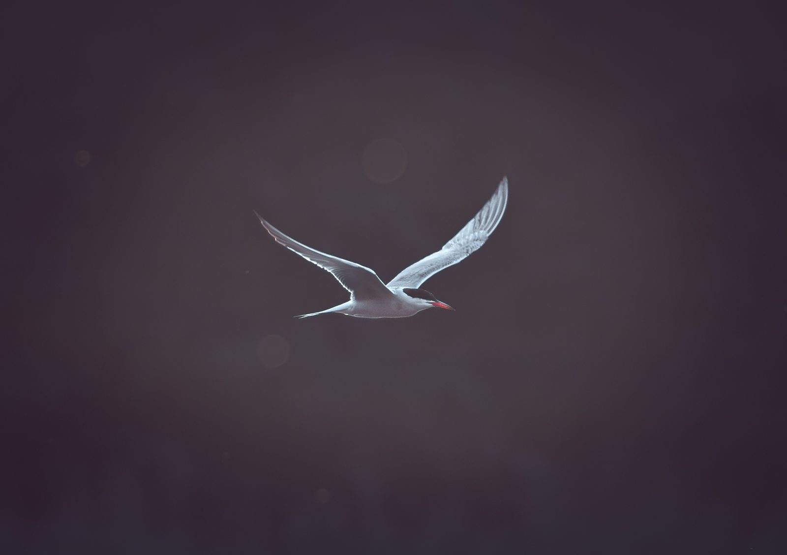 Common tern flying in copper-colored evening light