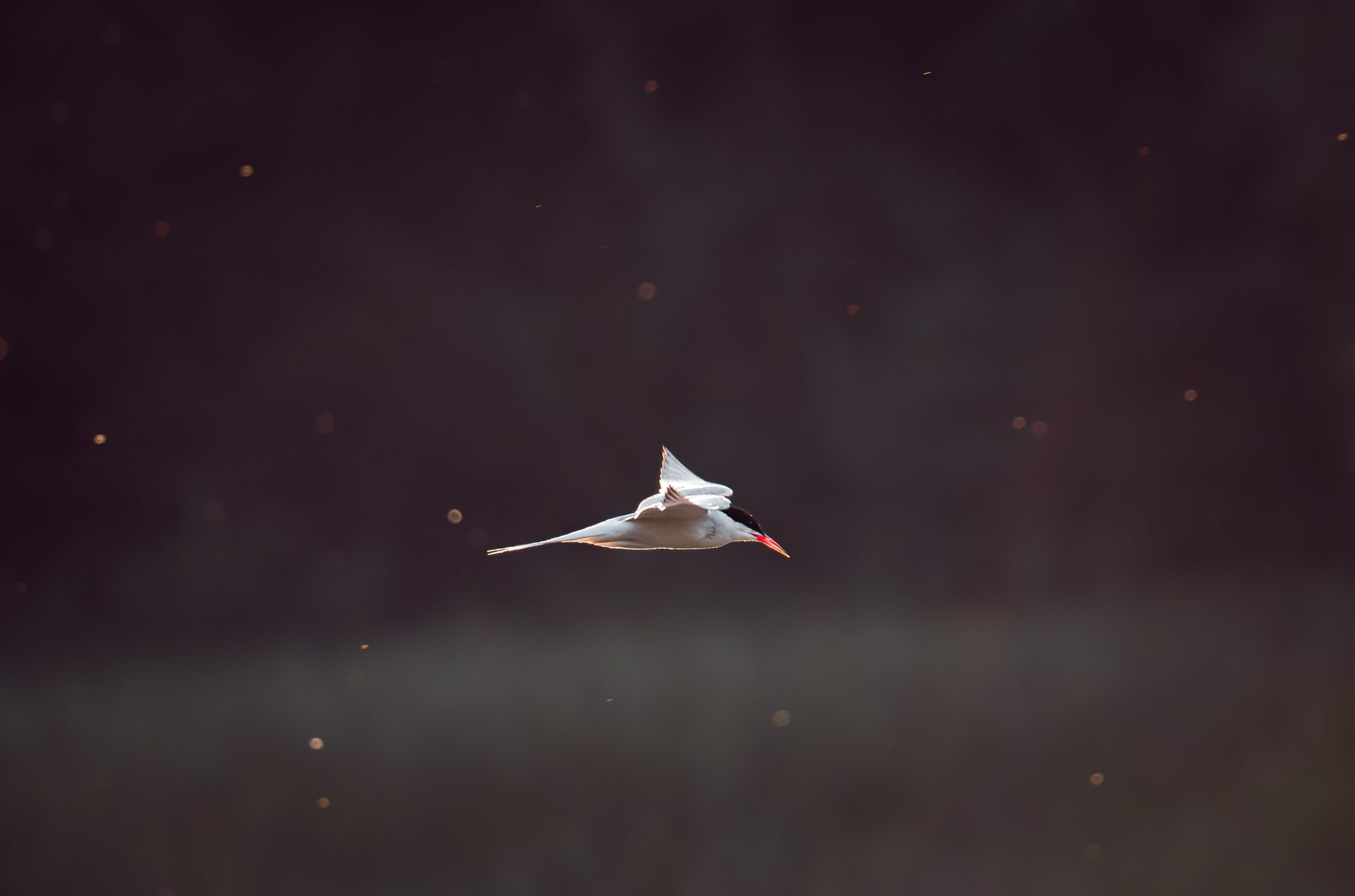 Common tern gliding through warm evening light