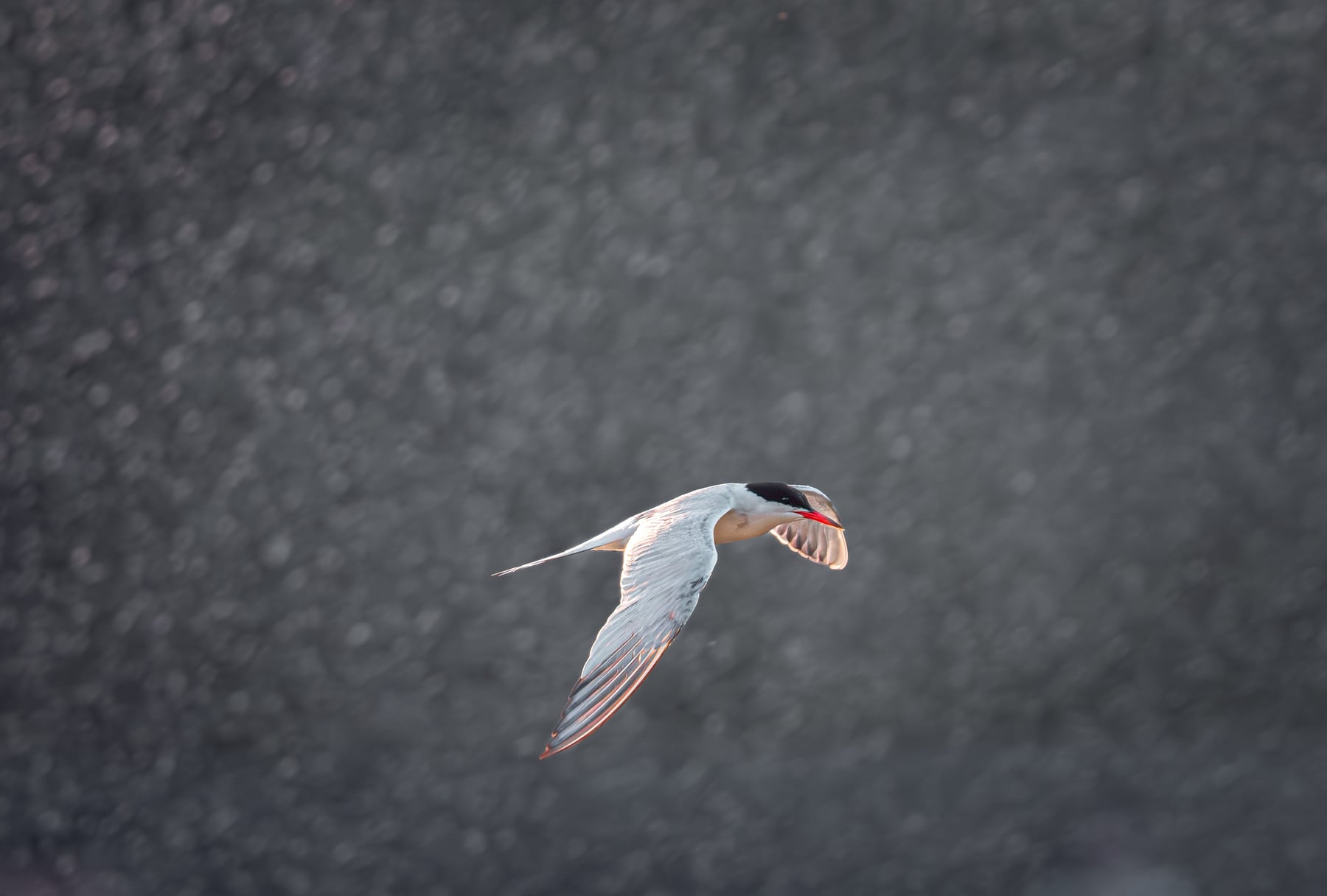 Common tern carrying a fish in flight above dark water