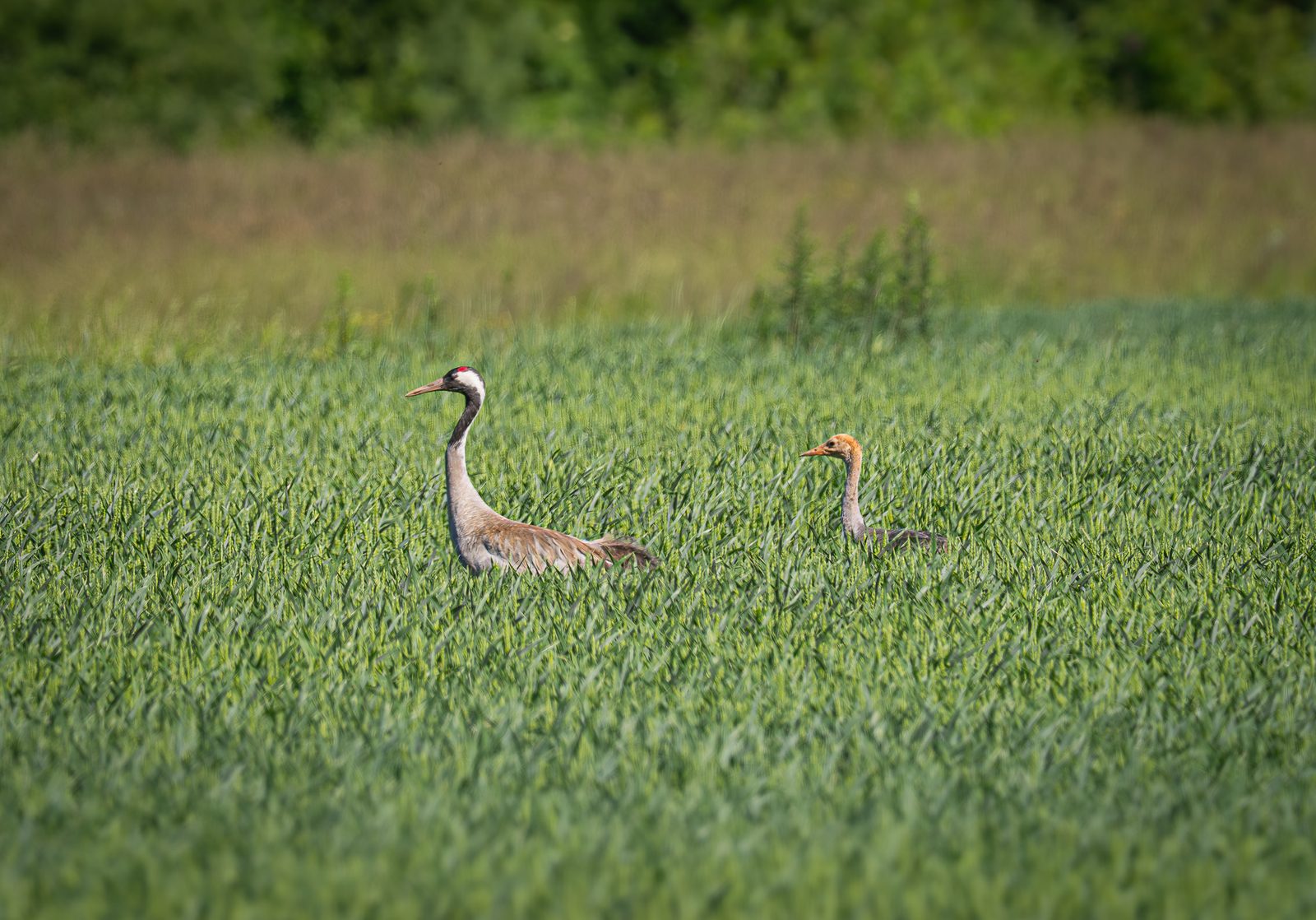Field Pair