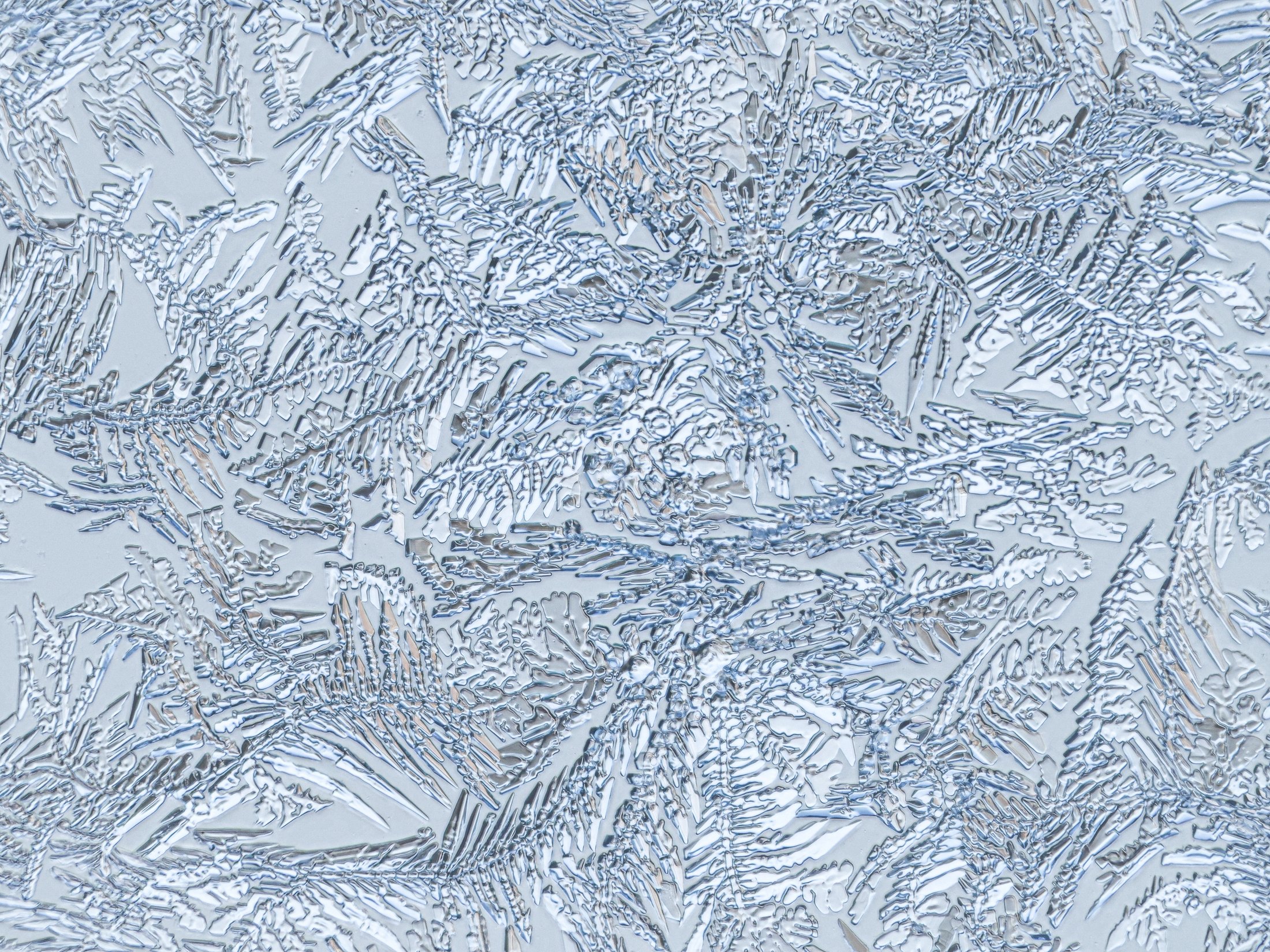 Forest%20Gleam