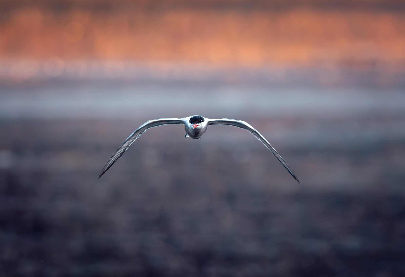 Common tern flying towards golden light above water