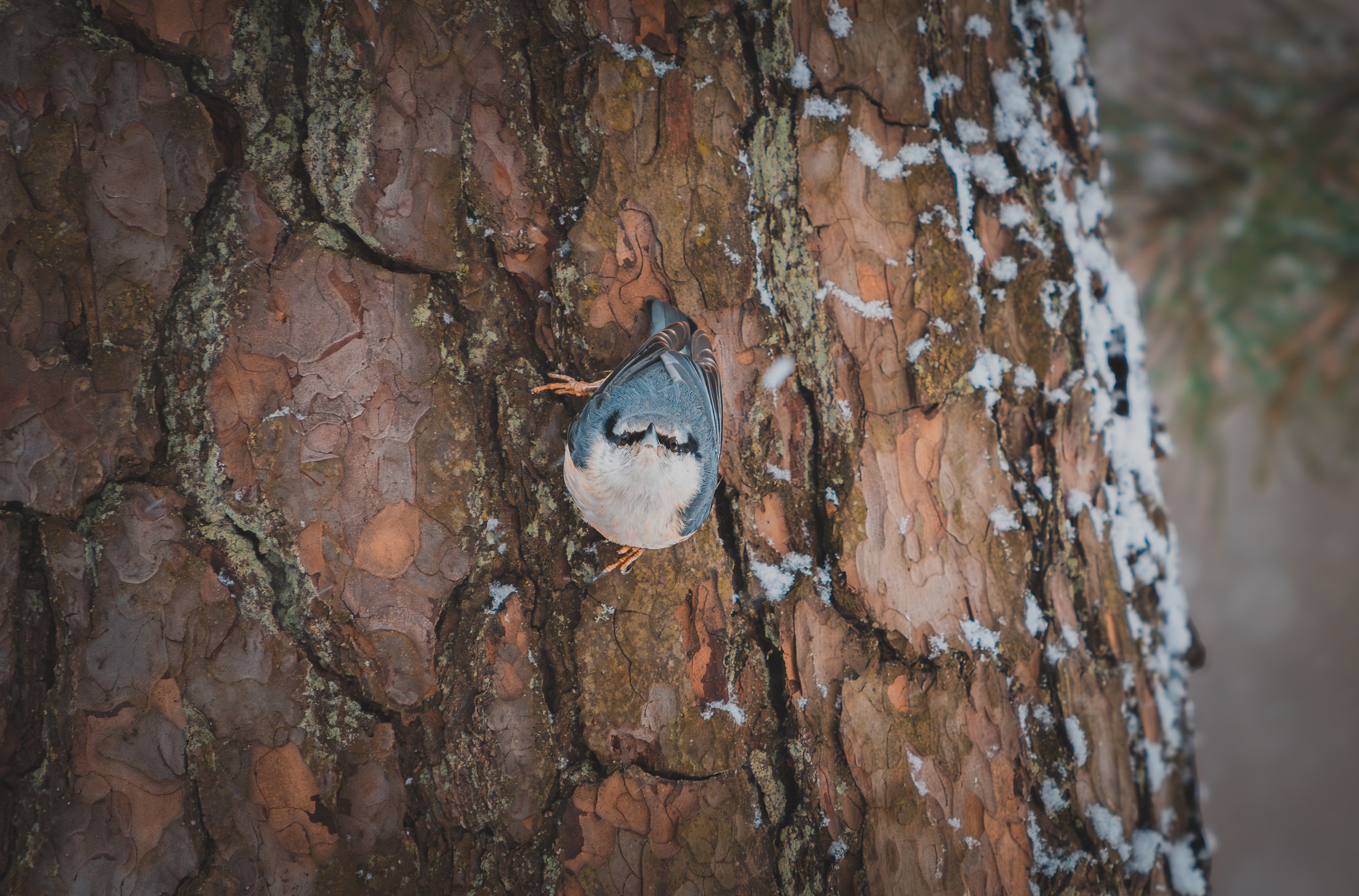 Hidden%20Owl