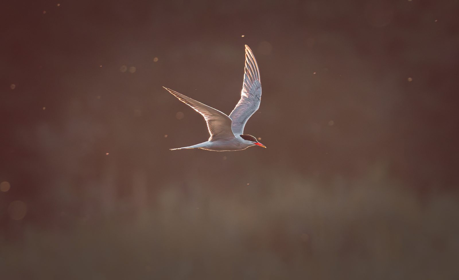 Common tern in low evening light