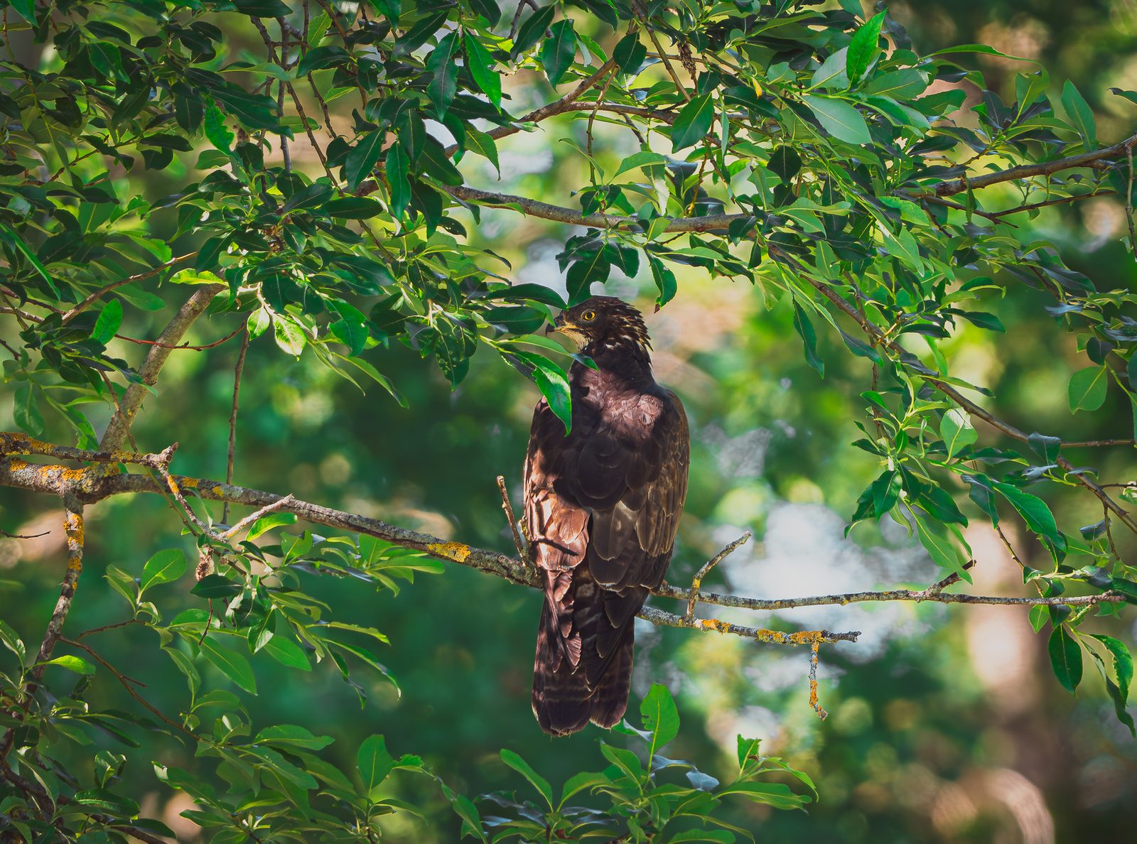 Leaflit Watcher