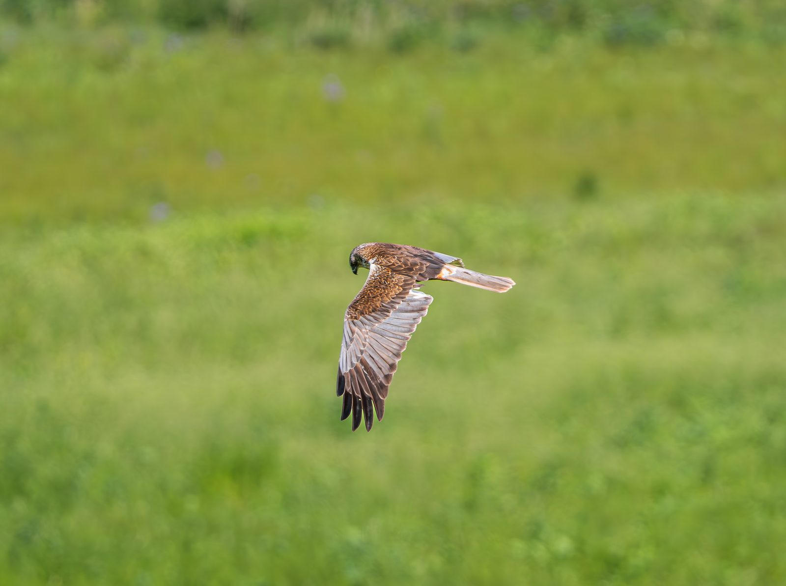 Meadow Hunter