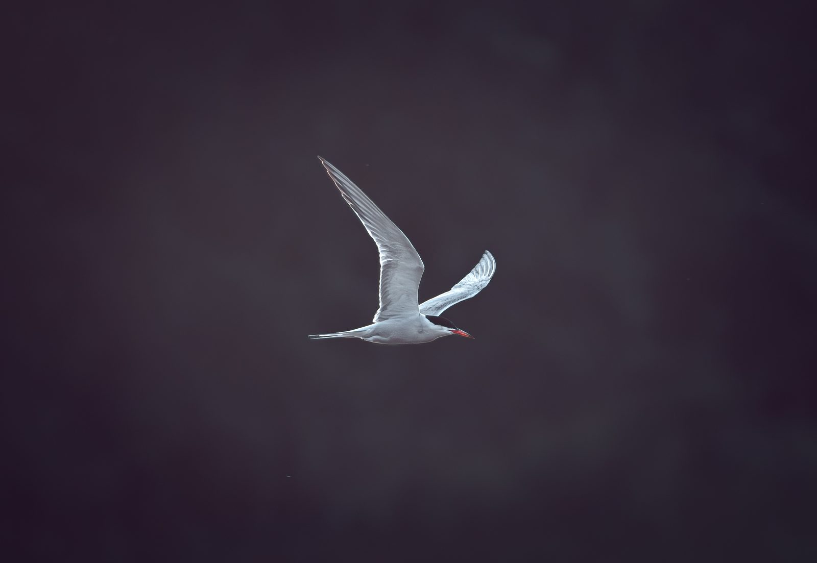 Common tern in flight above dark water