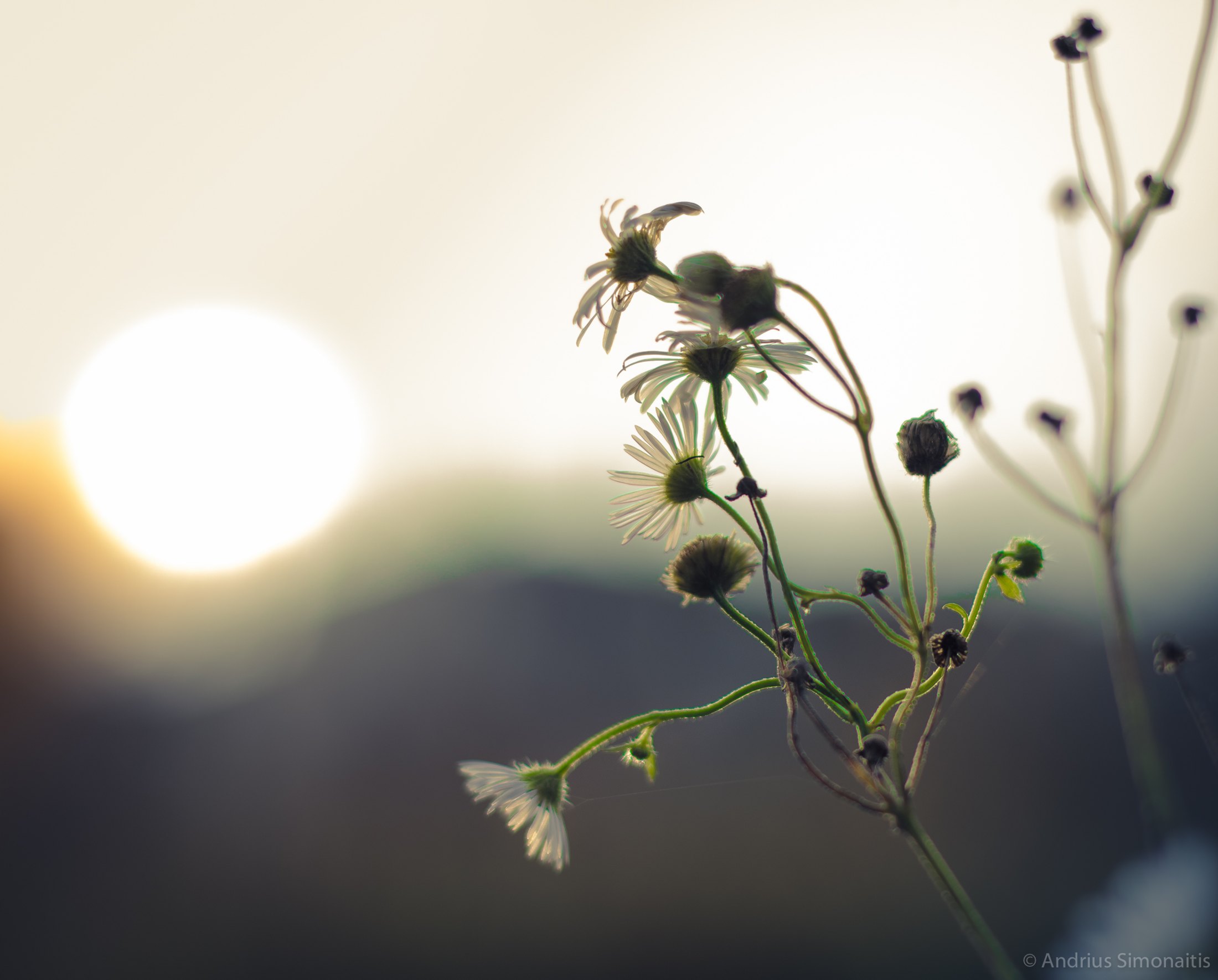 Etalflare%20Dusk