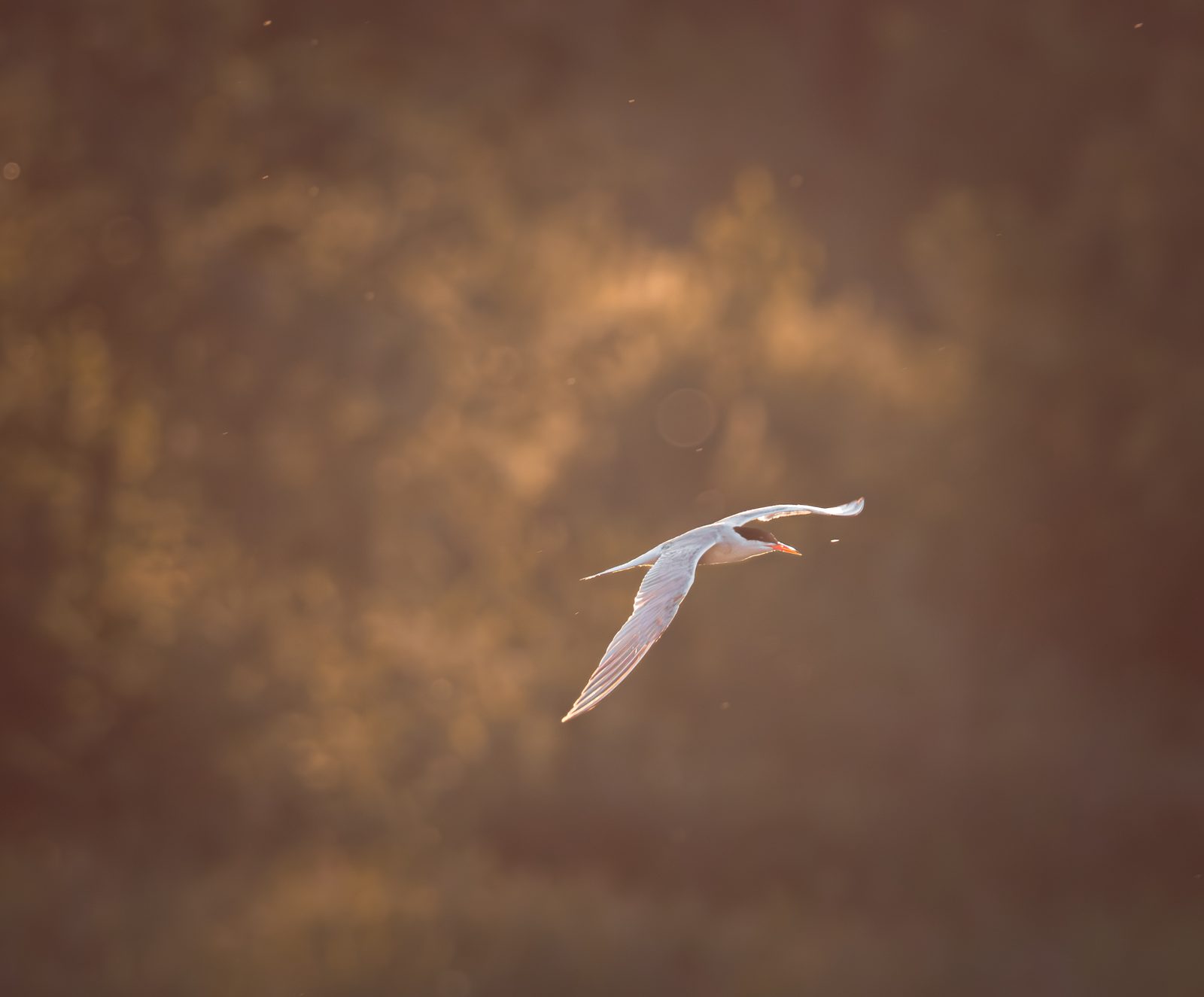 Common tern forming a silver arc in flight