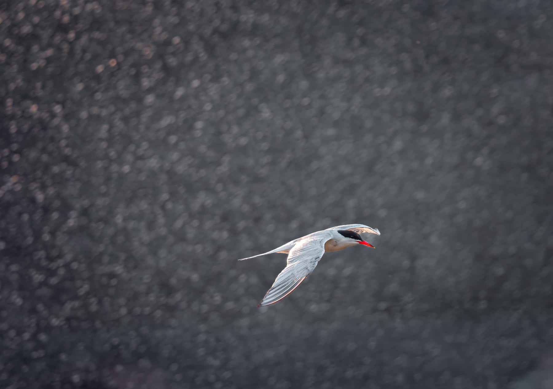 Common tern in flight above dark water