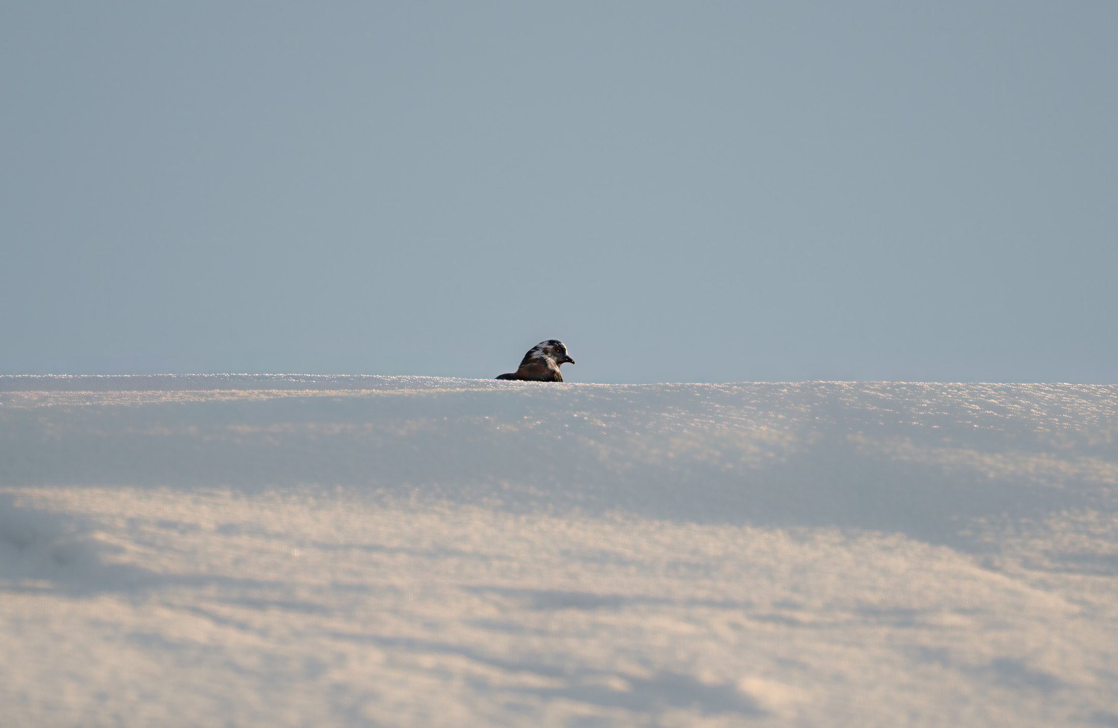 Snowline Solitude