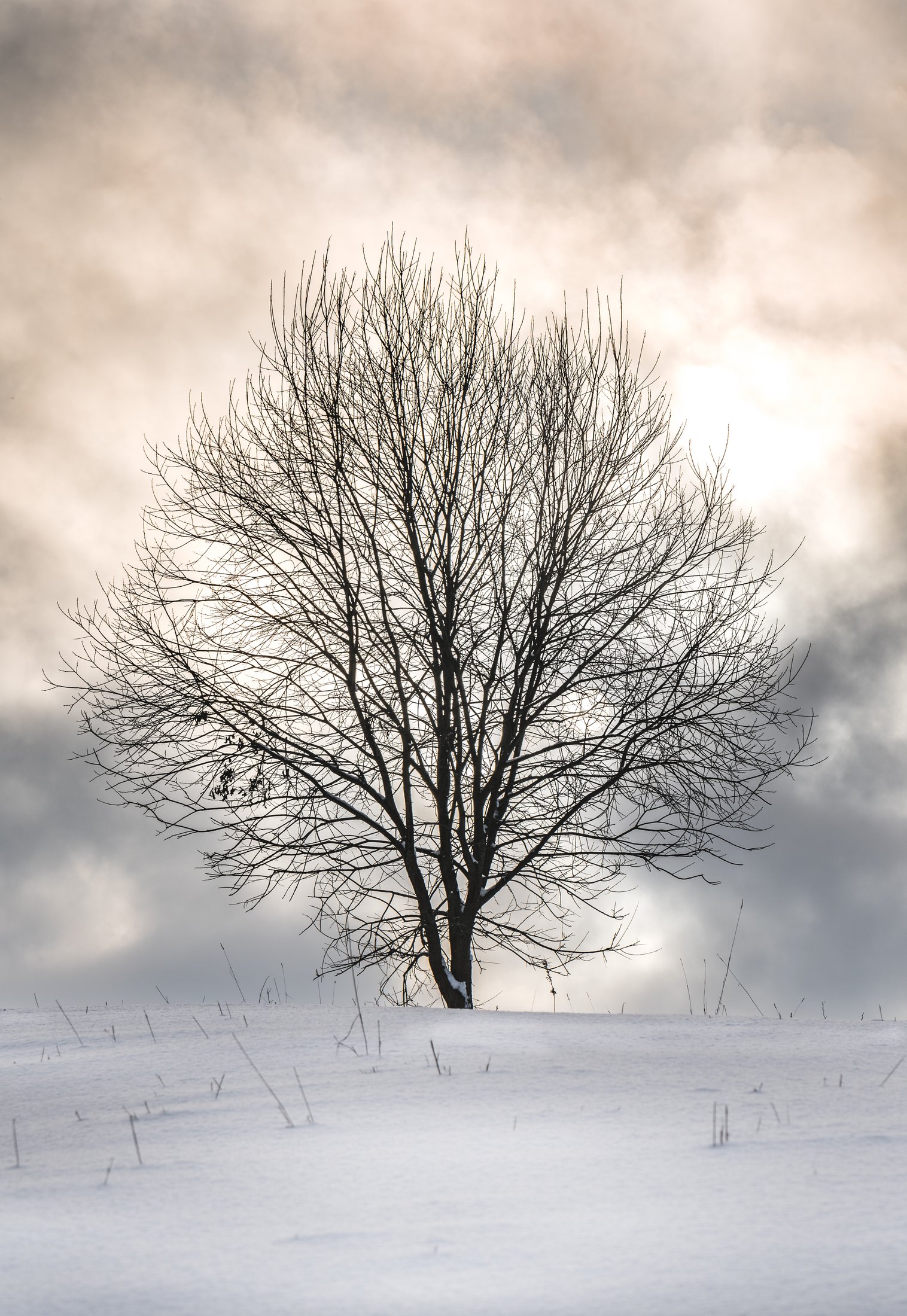 Solitude%20in%20White