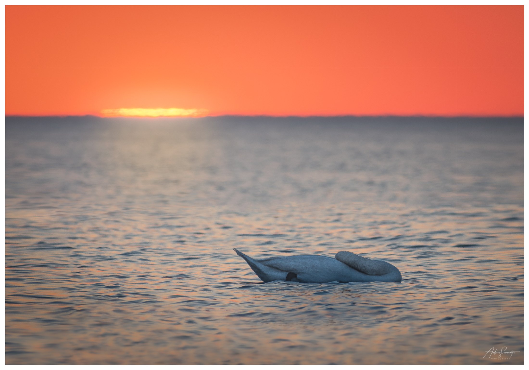 Swan%20of%20the%20Last%20Light