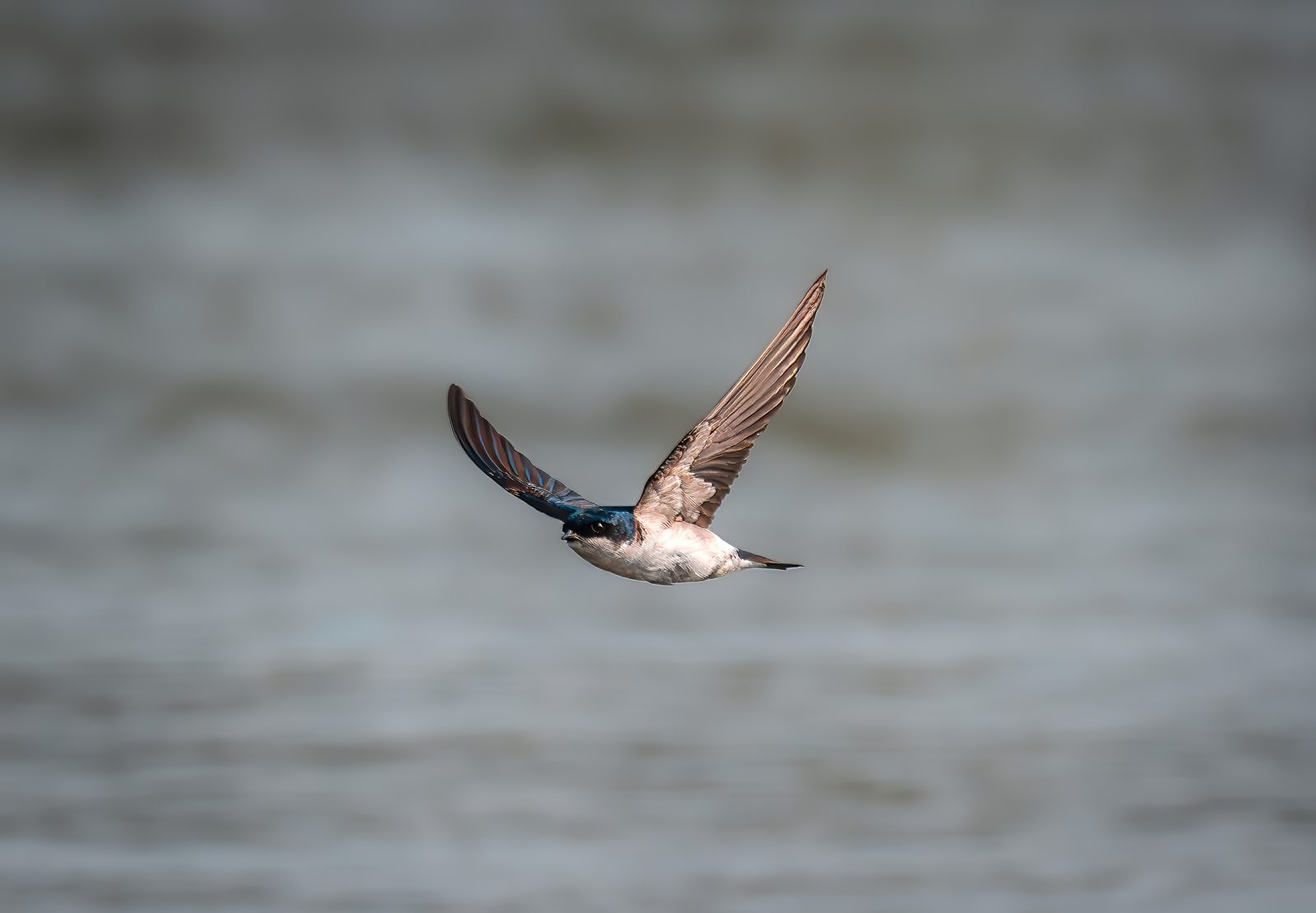 Wing Over Silence