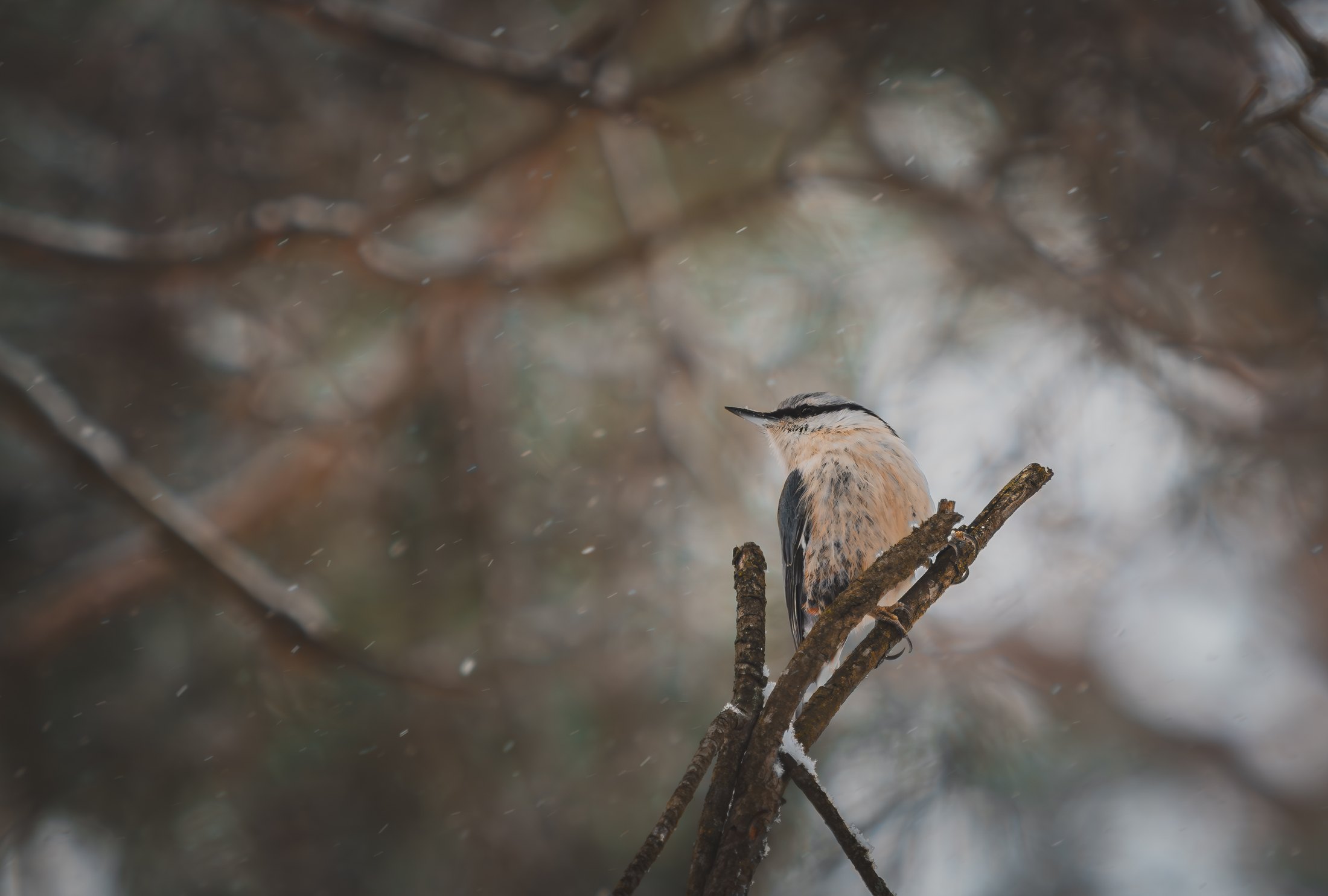 Winter%20Hushflight