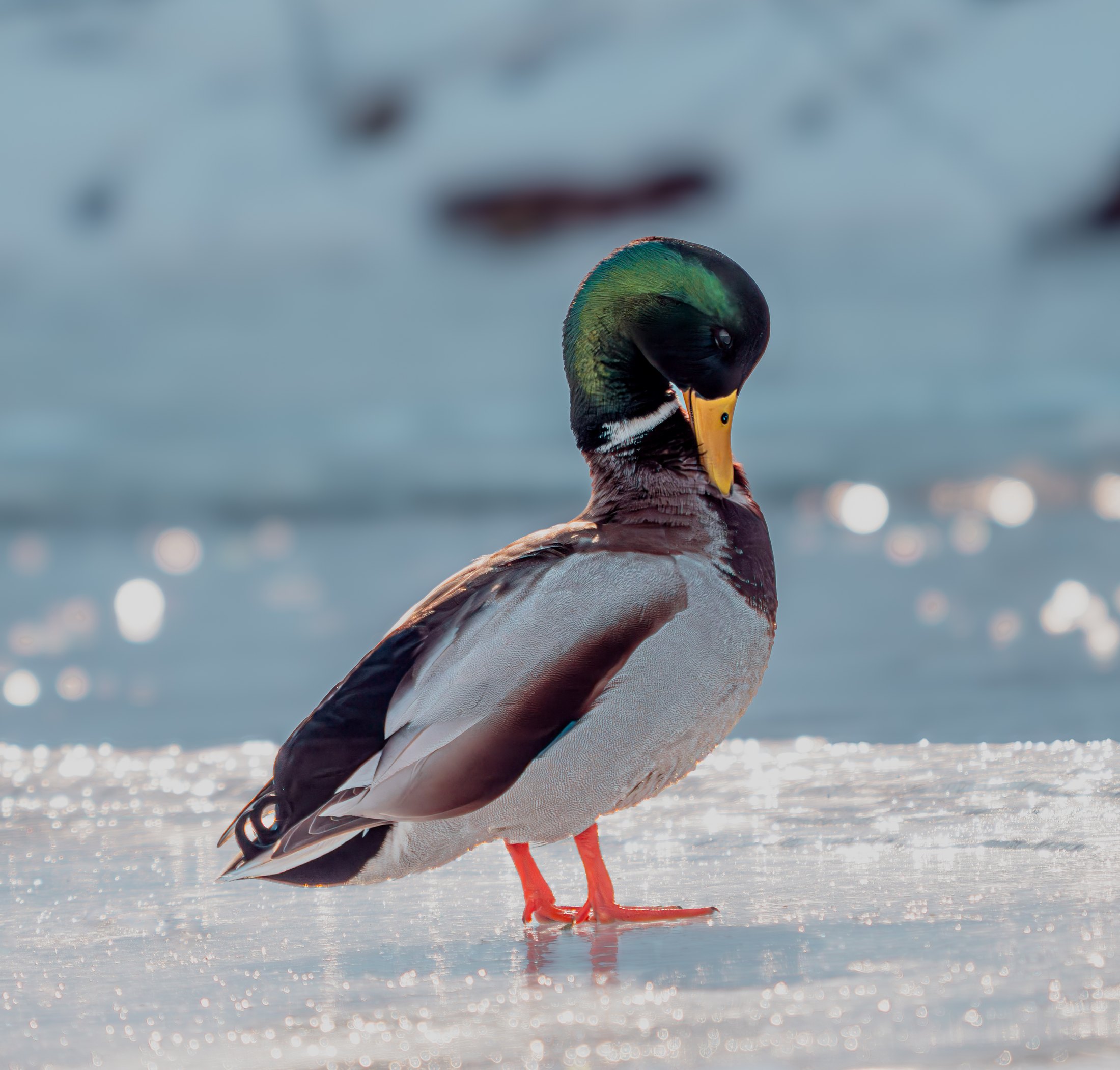 Winter%20Mallard
