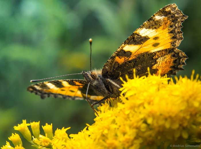 Amber Wings