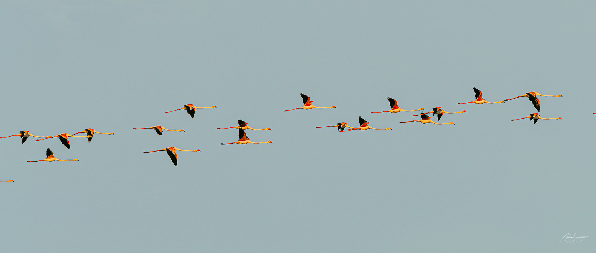Flamingos following a gentle arc across a blue sky
