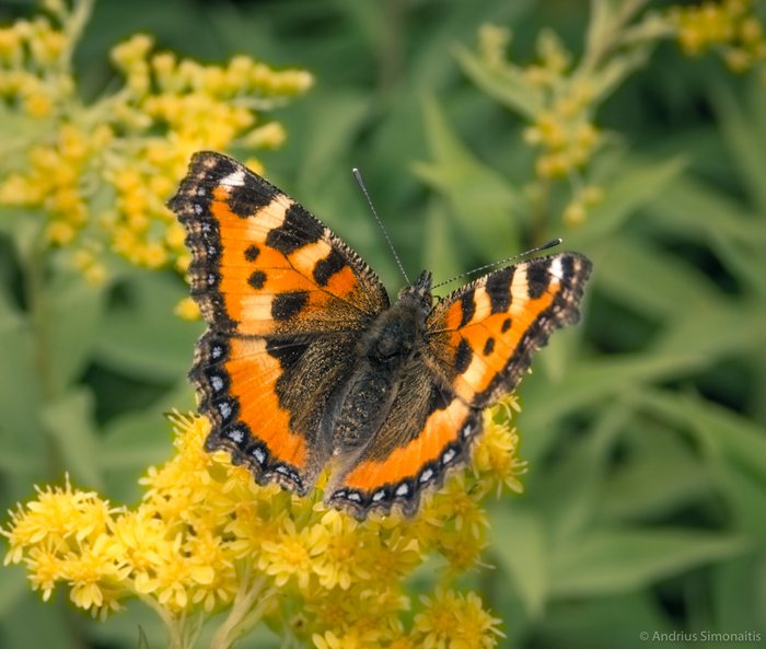 Butterfly%20Noon
