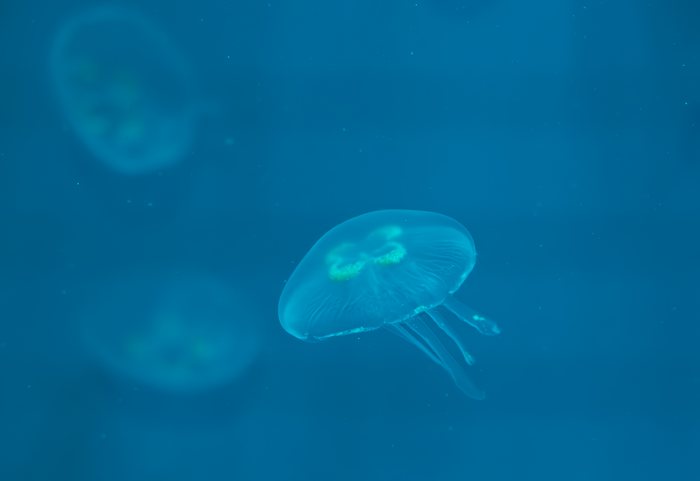 Cobalt%20Shore