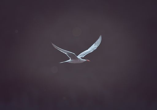Common tern flying in copper-colored evening light