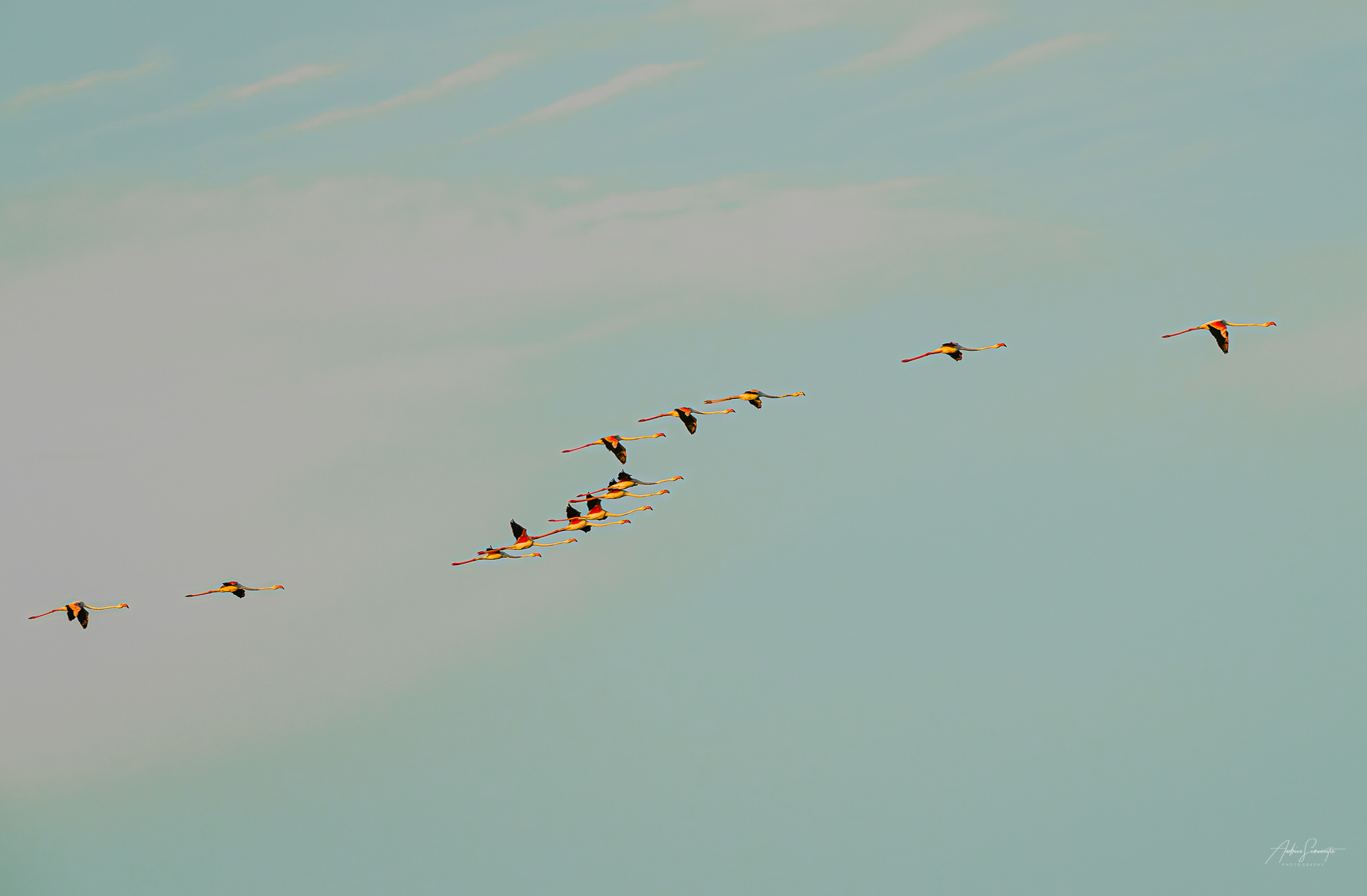 Flamingos flying in loose formation through a muted blue sky