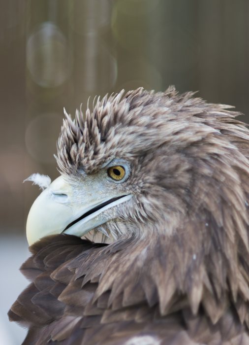 Eagle%20Portrait