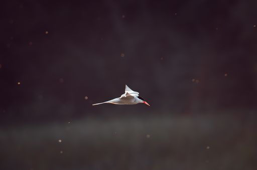 Common tern gliding through warm evening light