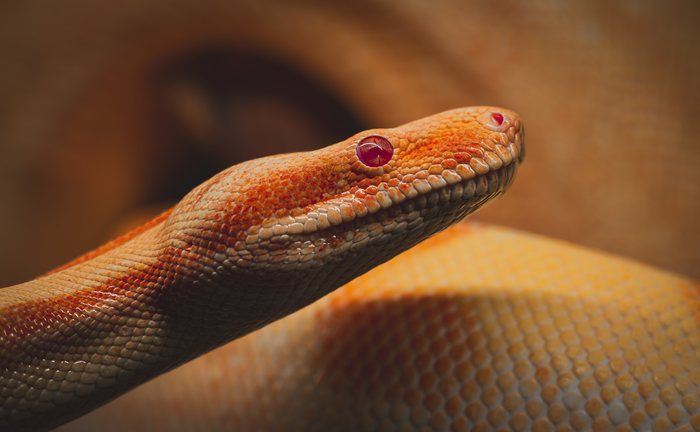 Ember%20Serpent