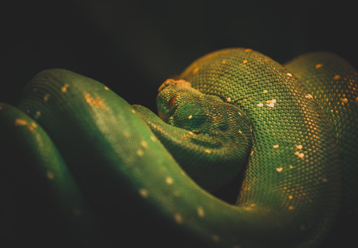 Emerald%20Coil