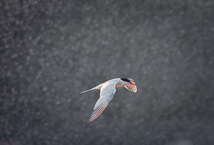 Common tern carrying a fish in flight above dark water