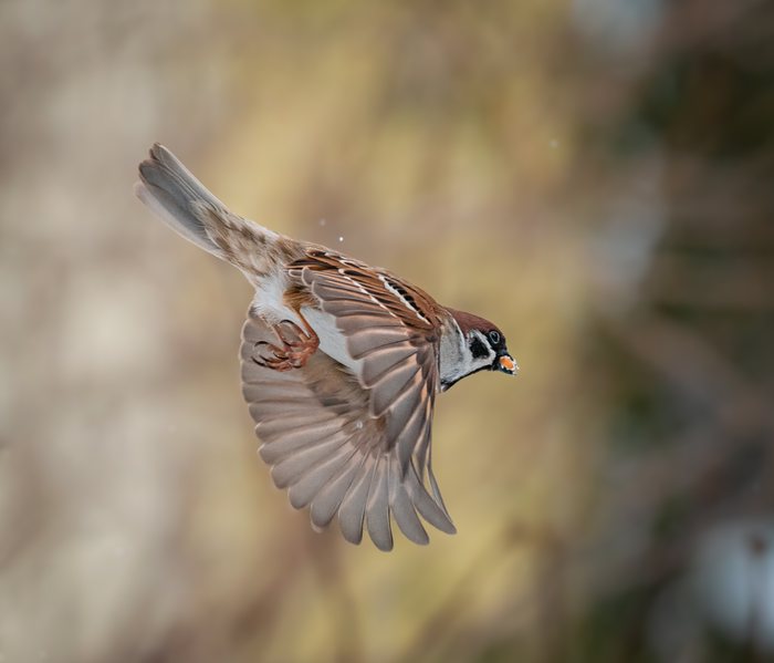 Feathered%20Pause