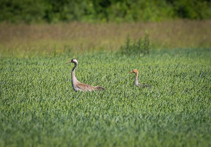 Field Pair
