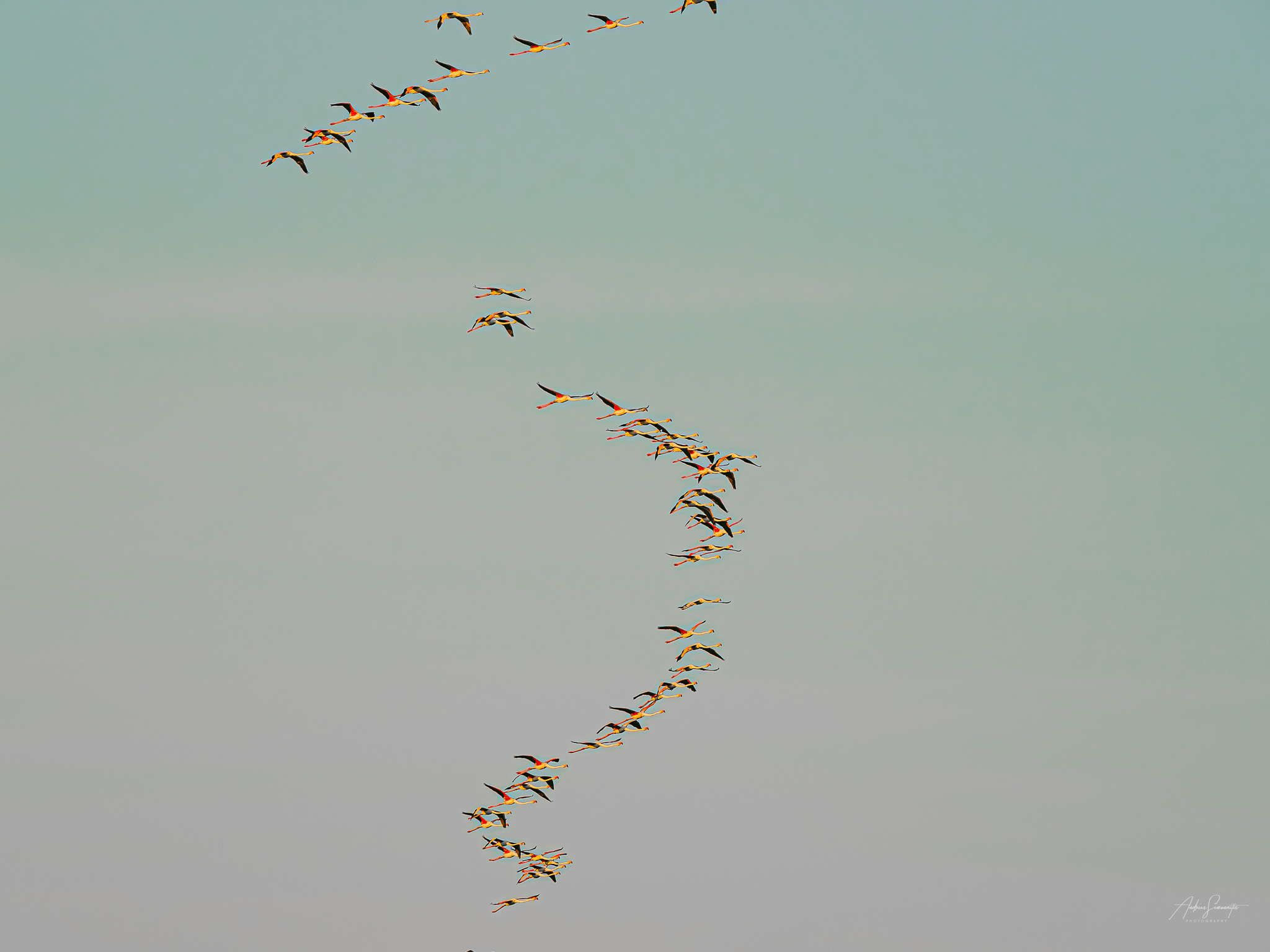 A long, turning line of greater flamingos in flight