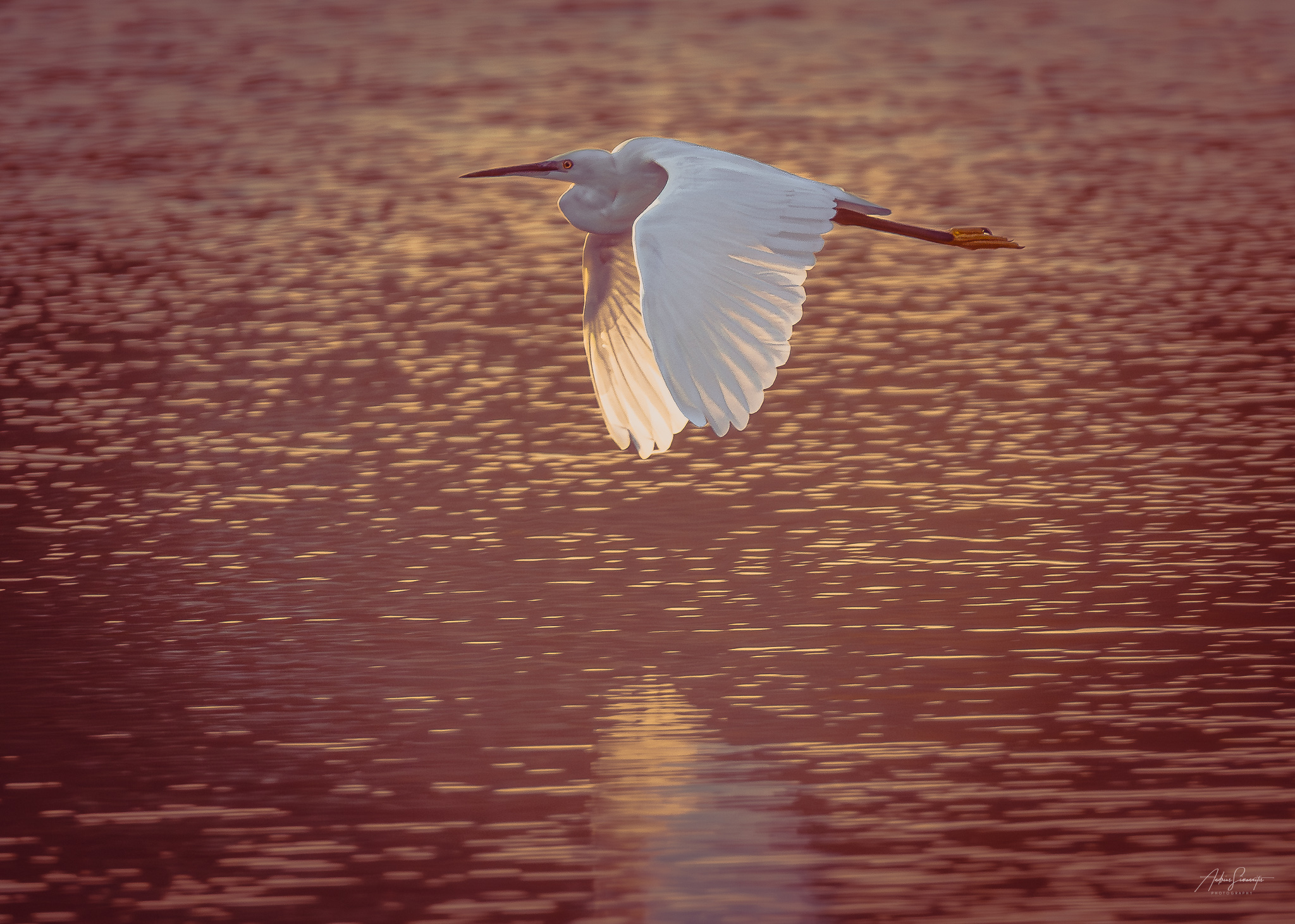 Little egret in flight above gold-flecked water