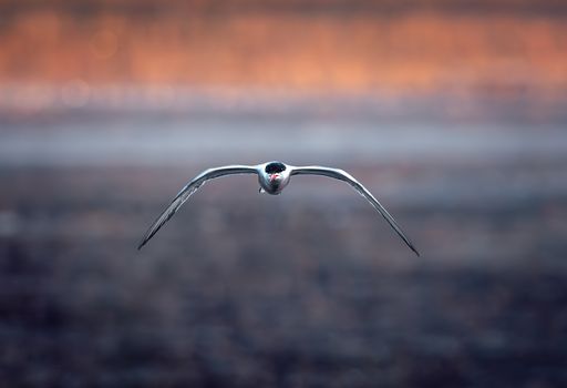 Common tern flying towards golden light above water