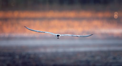 Common tern flying directly toward the camera above water