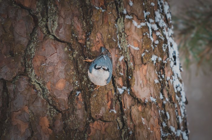 Hidden%20Owl