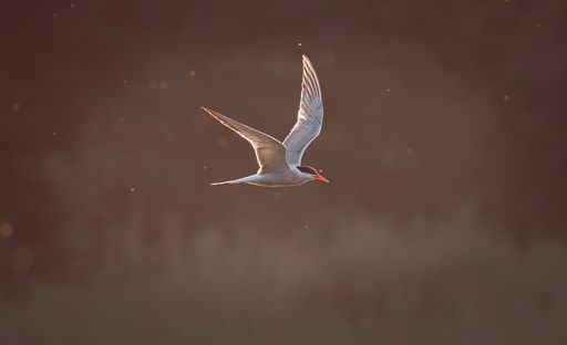 Common tern in low evening light