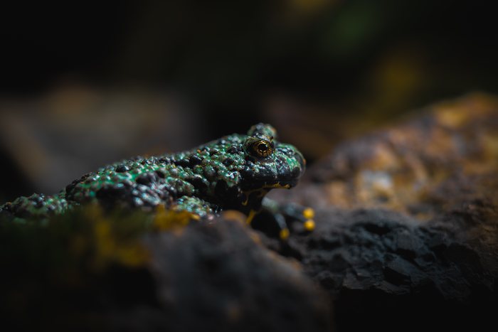 Midnight%20Amphibian