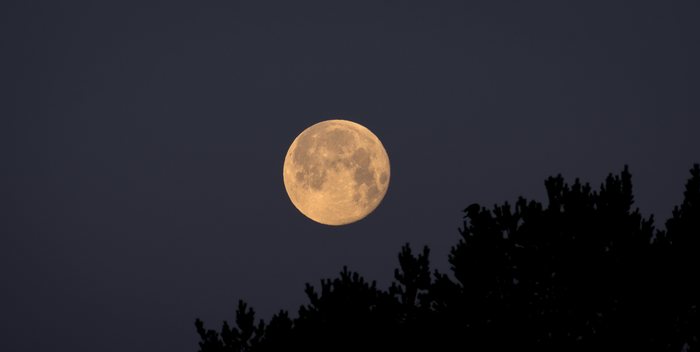 Moon%20Above%20Pines