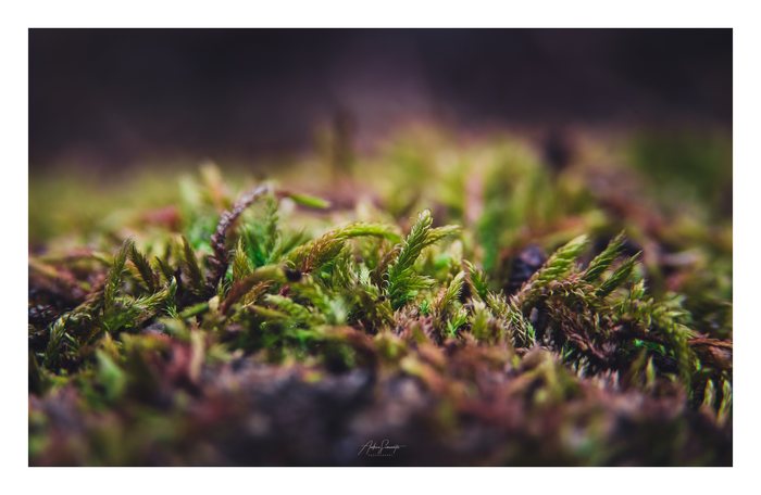 Mosslight