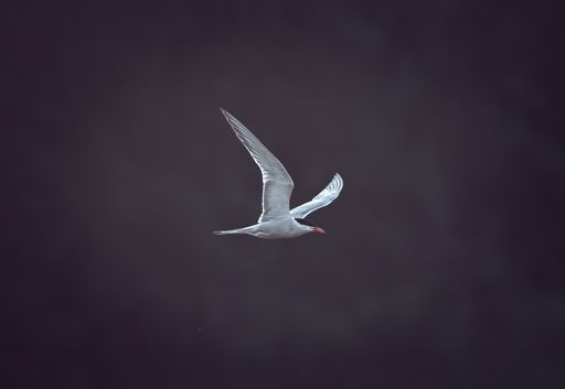 Common tern in flight above dark water