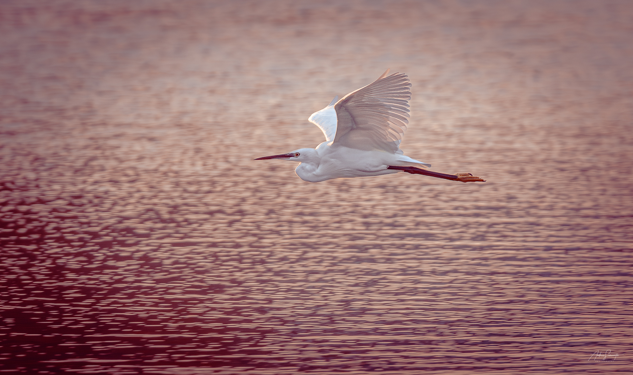 Little egret with wings raised over calm water