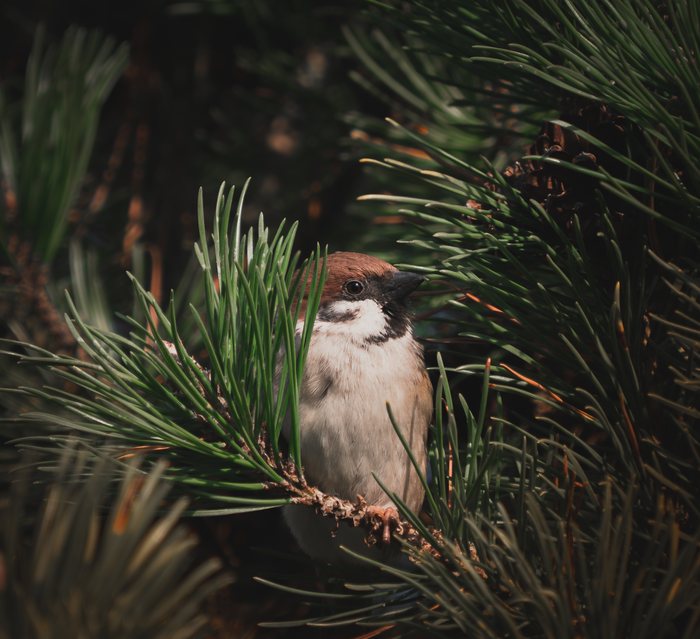 Ine%20Guardian
