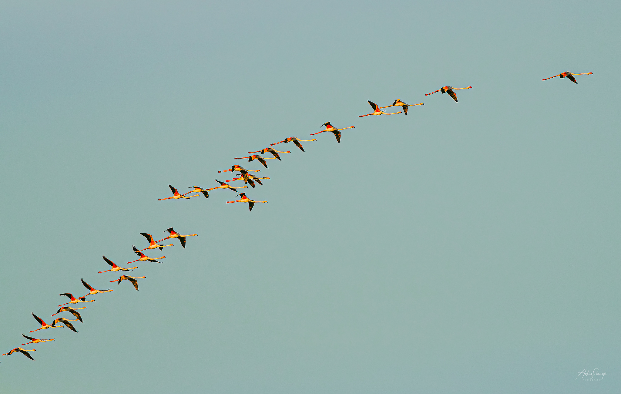 Flamingos climbing across a softly coloured open sky