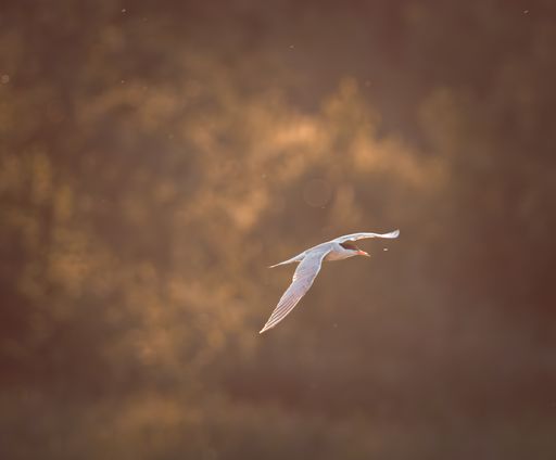 Common tern forming a silver arc in flight