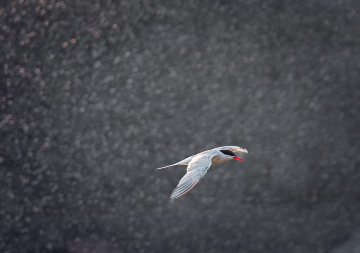 Common tern in flight above dark water