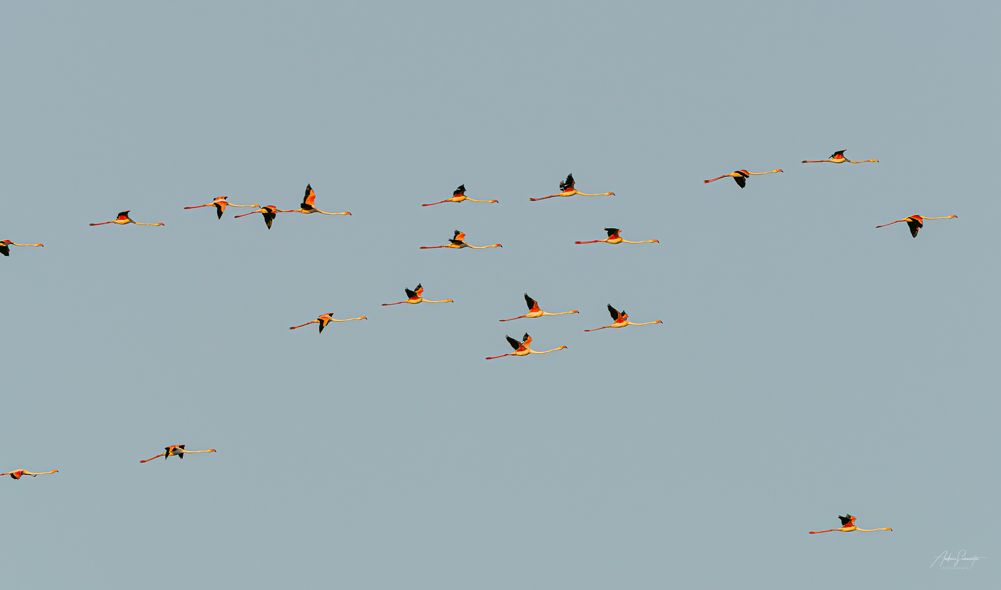 A wide flock of greater flamingos crossing a pale blue sky